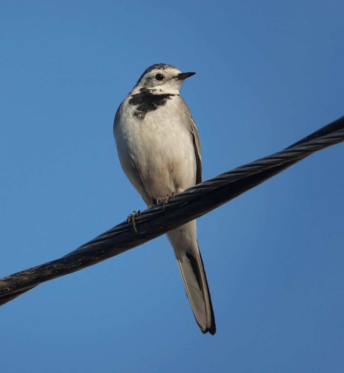 White Wagtail - ML646885037