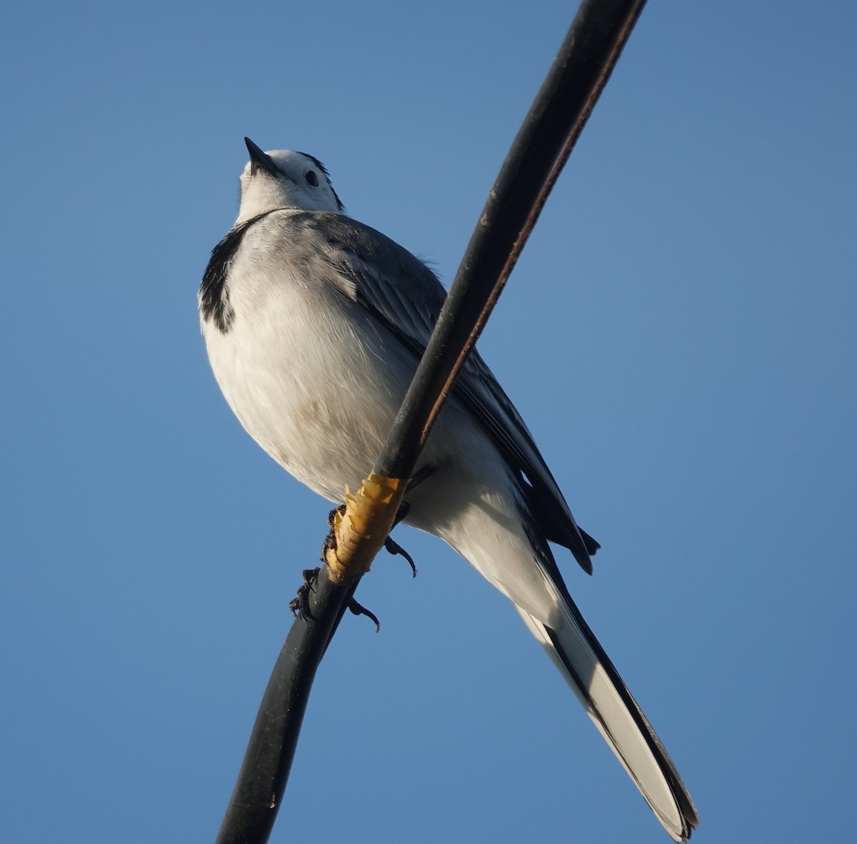 White Wagtail - ML646885038