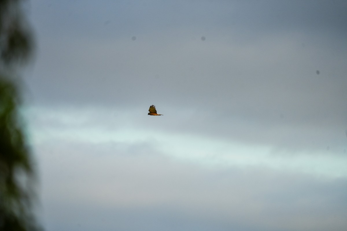 Swamp Harrier - ML646885040