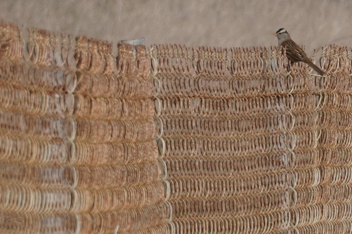 White-crowned Sparrow (Gambel's) - ML646885041