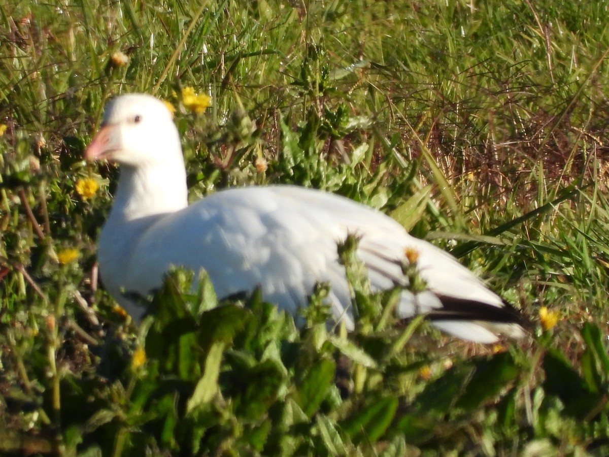 Ross's Goose - ML646885042