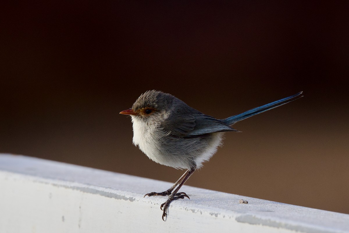 Splendid Fairywren - ML646885043