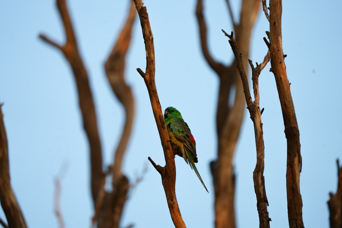Red-rumped Parrot - ML646885044