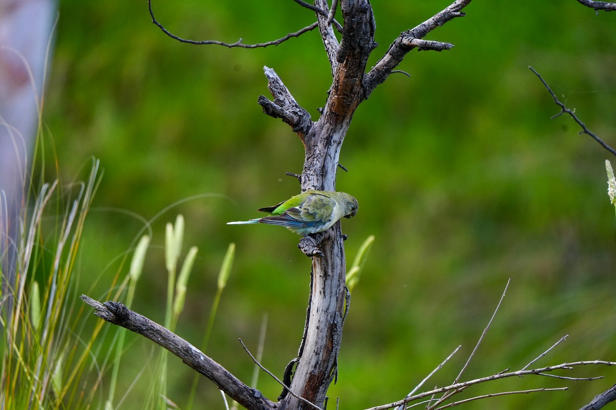 Red-rumped Parrot - ML646885045