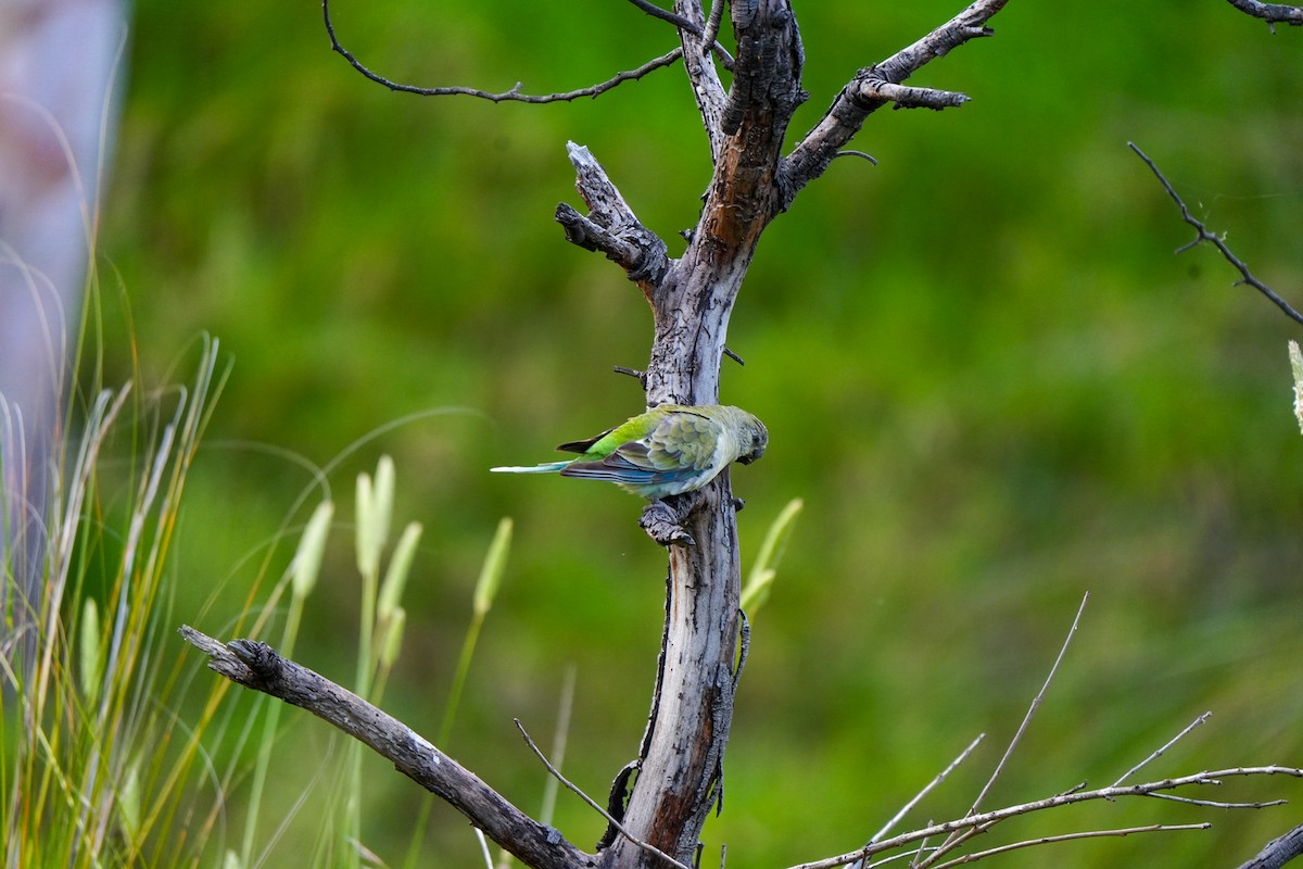 Red-rumped Parrot - ML646885046