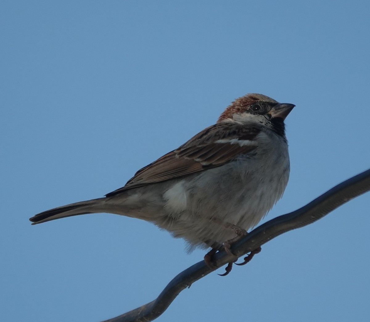 House Sparrow - ML646885047
