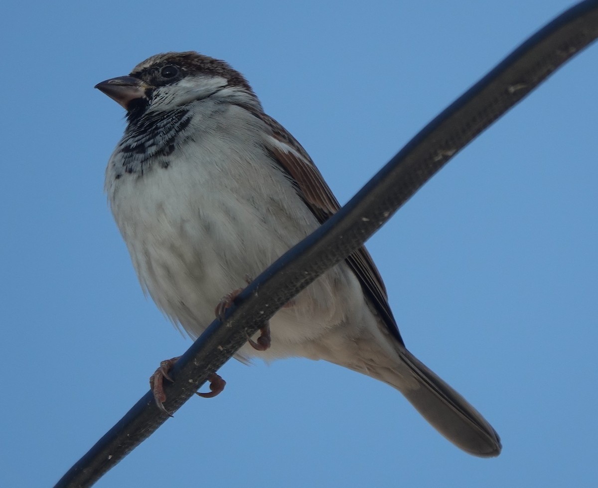 House Sparrow - ML646885048