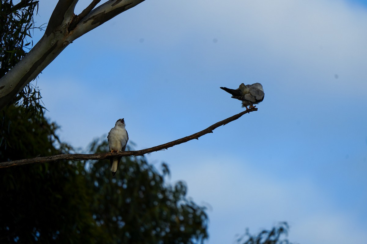 Black-shouldered Kite - ML646885051