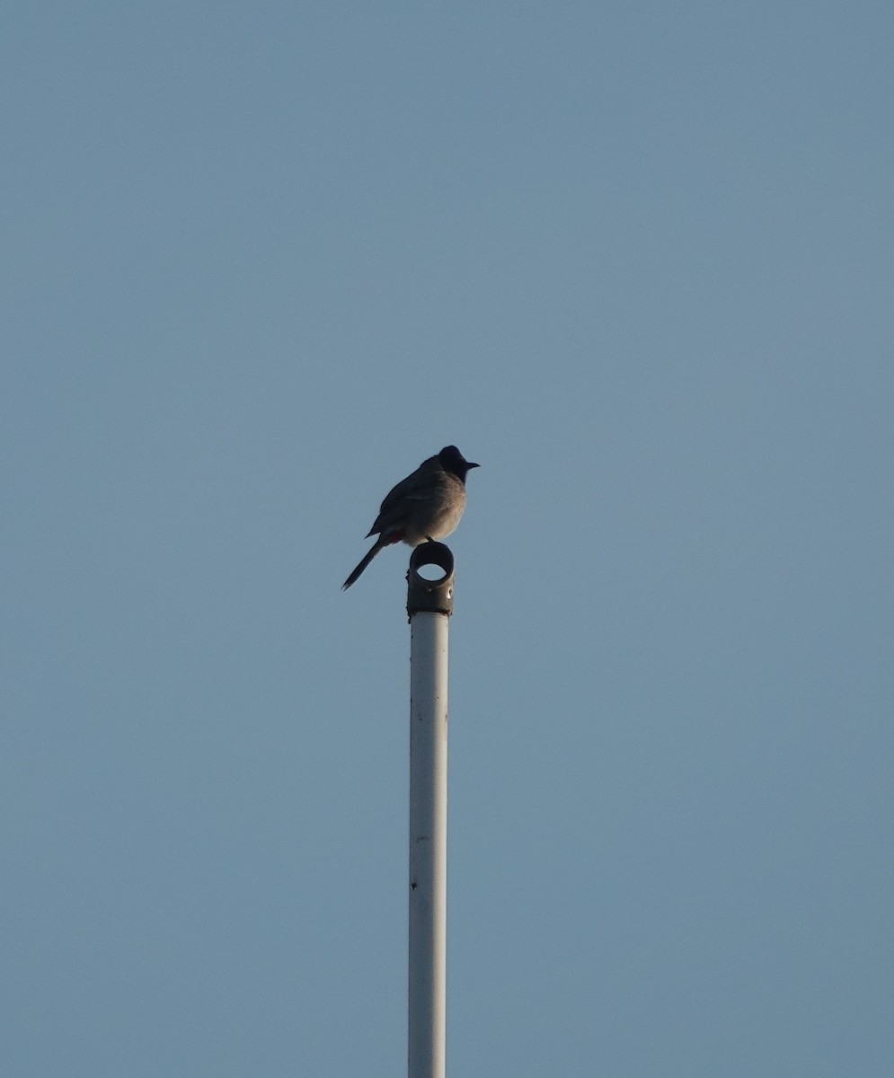 Red-vented Bulbul - ML646885054
