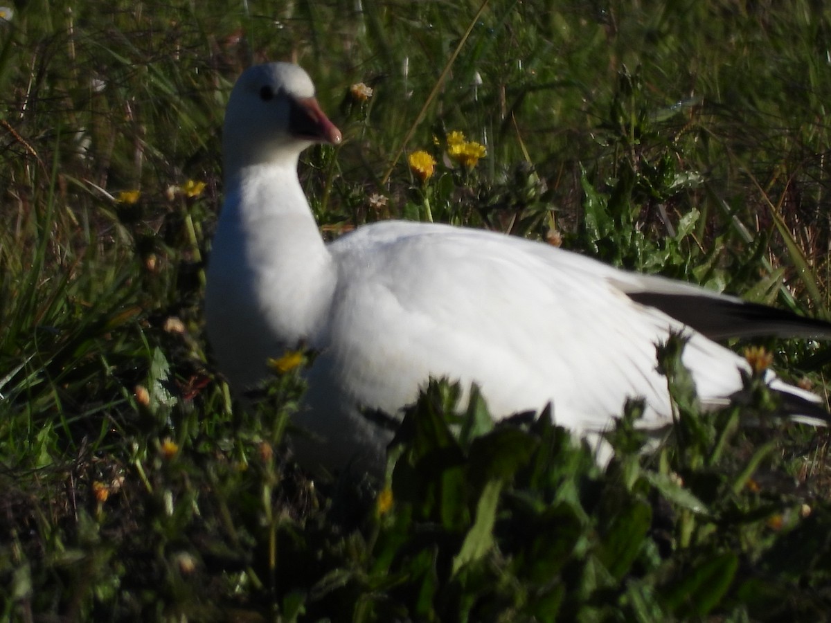 Ross's Goose - ML646885055