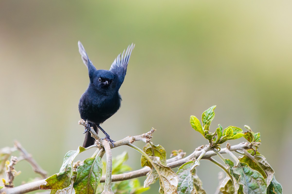Black Flowerpiercer - ML646885058
