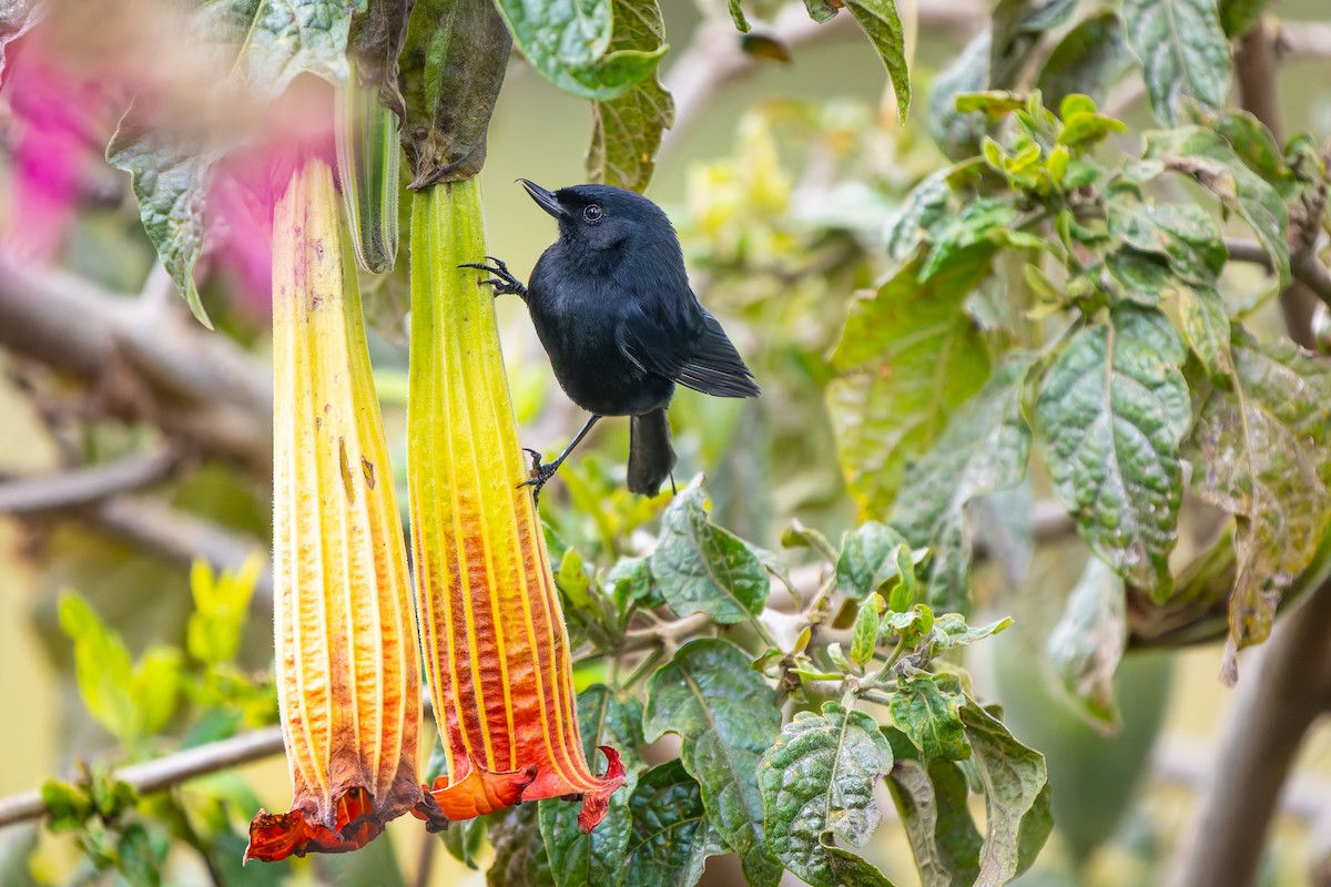 Black Flowerpiercer - ML646885059