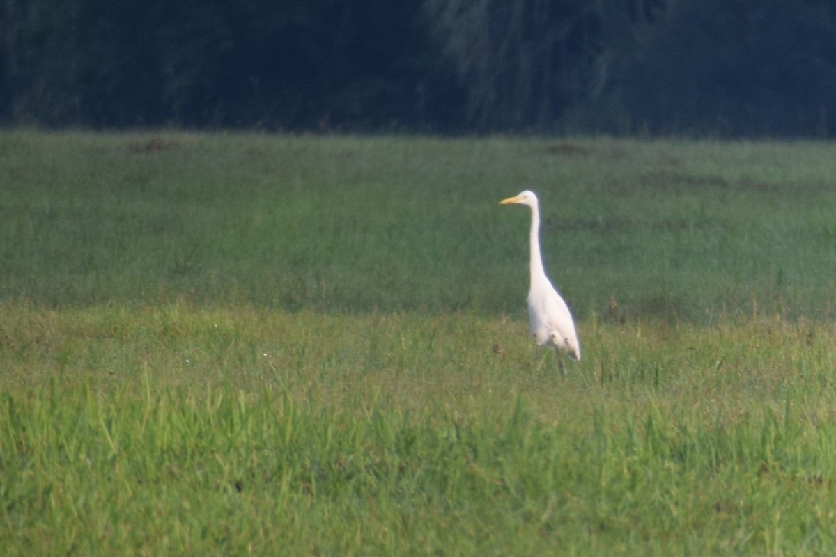 Medium Egret - ML646885060