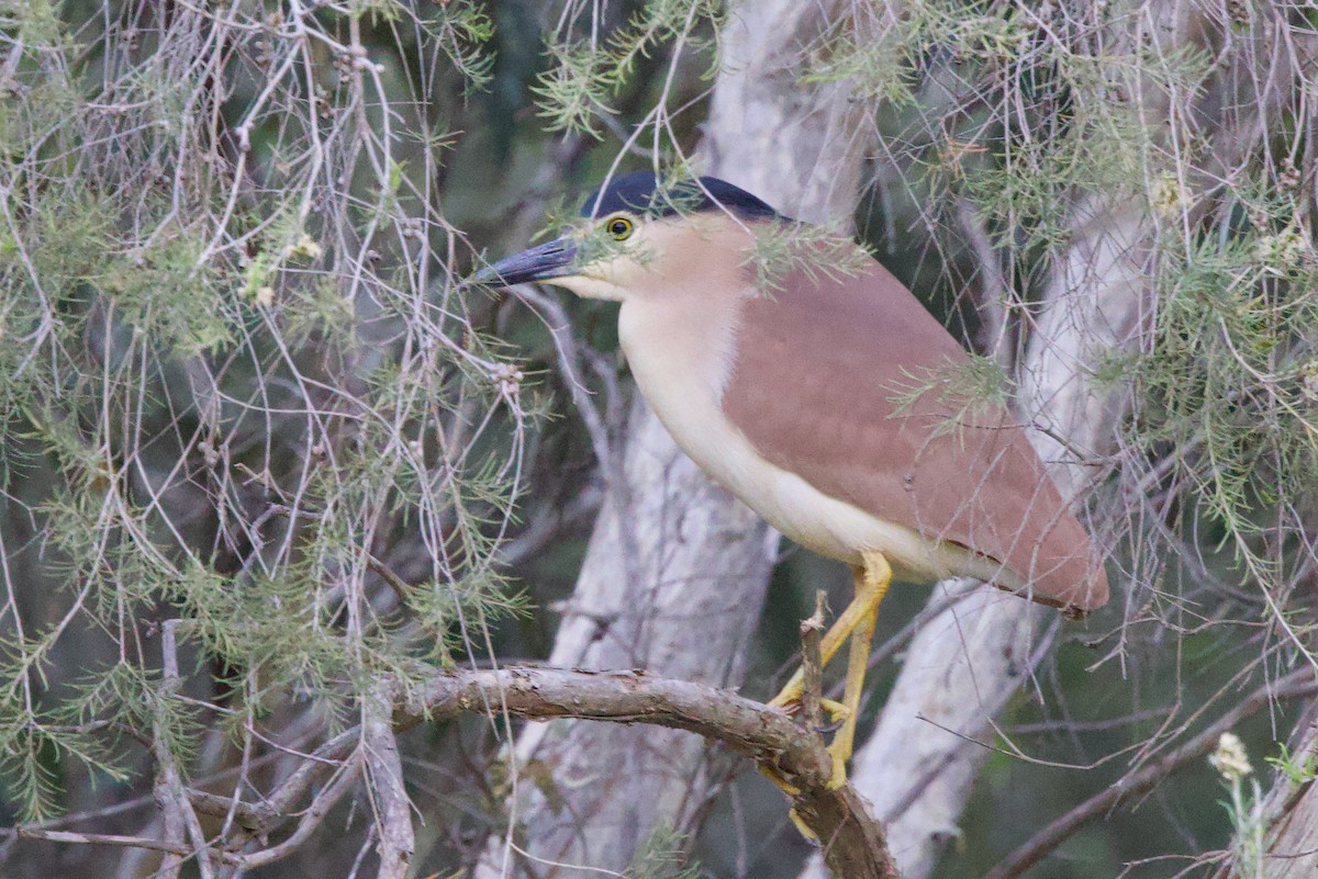 Nankeen Night Heron - ML646885061