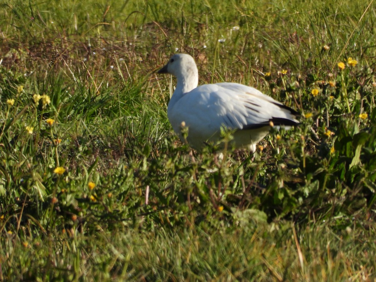 אווז קנדי - ML646885062