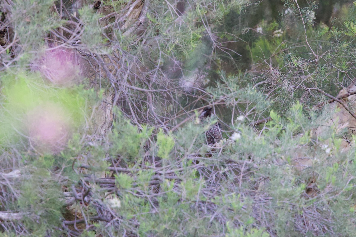 Western Wattlebird - ML646885063