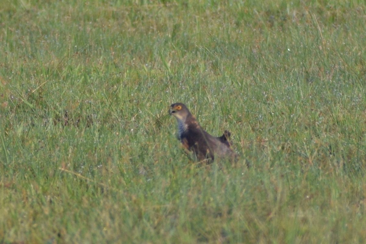 Japanese Sparrowhawk - ML646885064