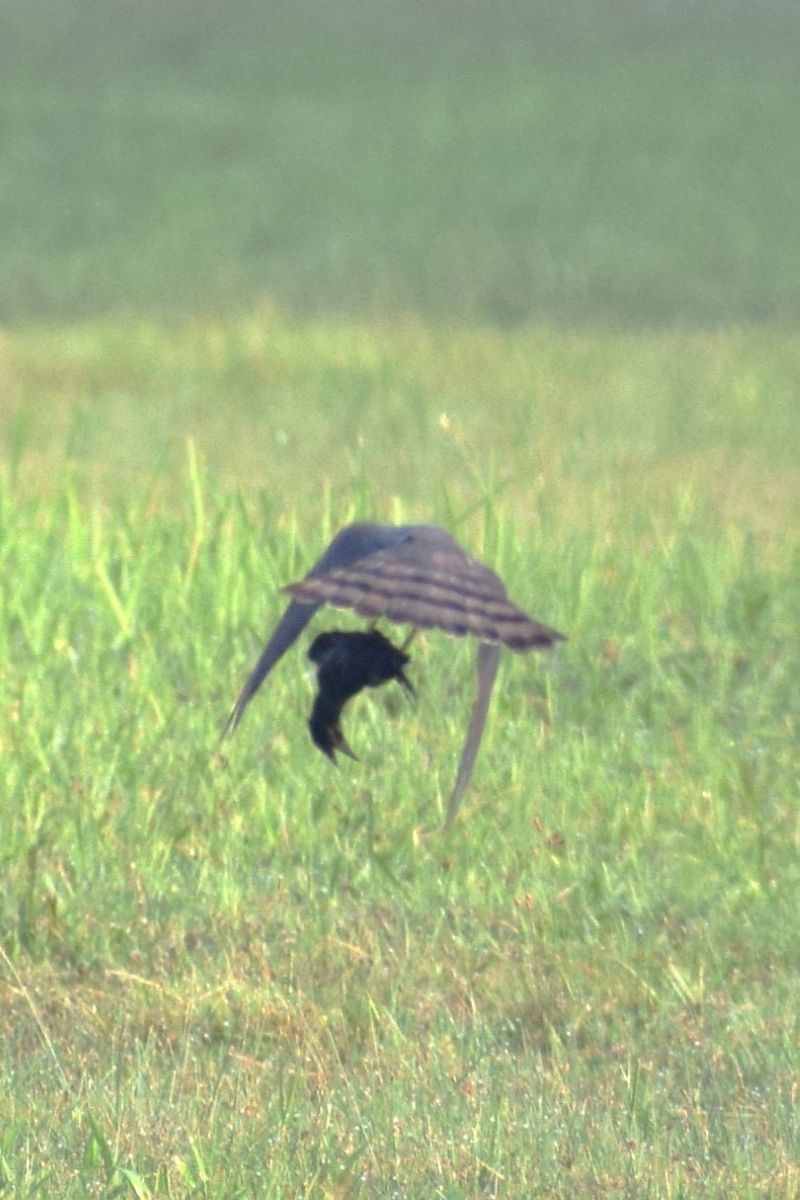 Japanese Sparrowhawk - ML646885065