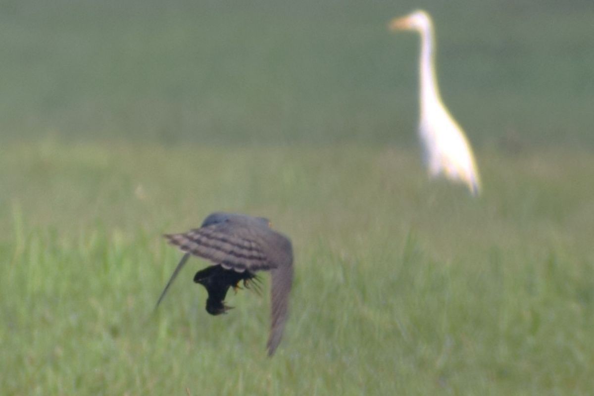 Japanese Sparrowhawk - ML646885066