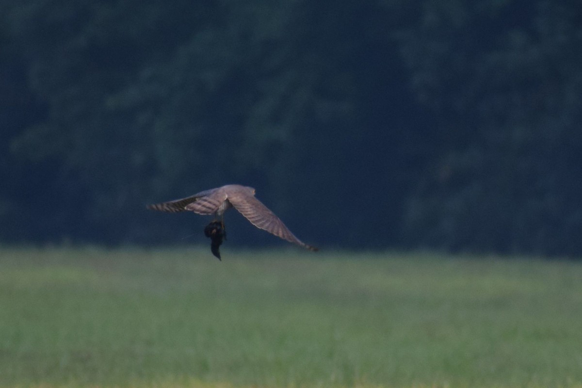 Japanese Sparrowhawk - ML646885067