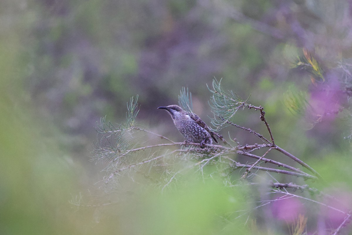 Western Wattlebird - ML646885068