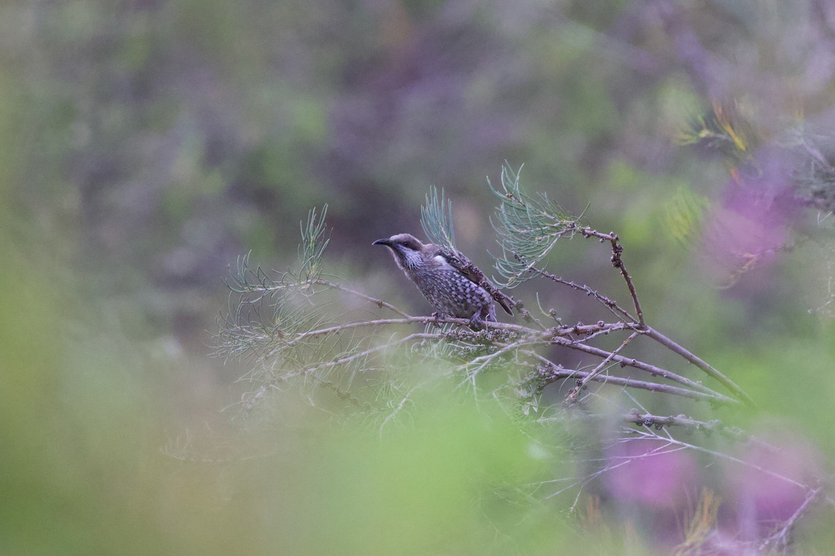Western Wattlebird - ML646885069