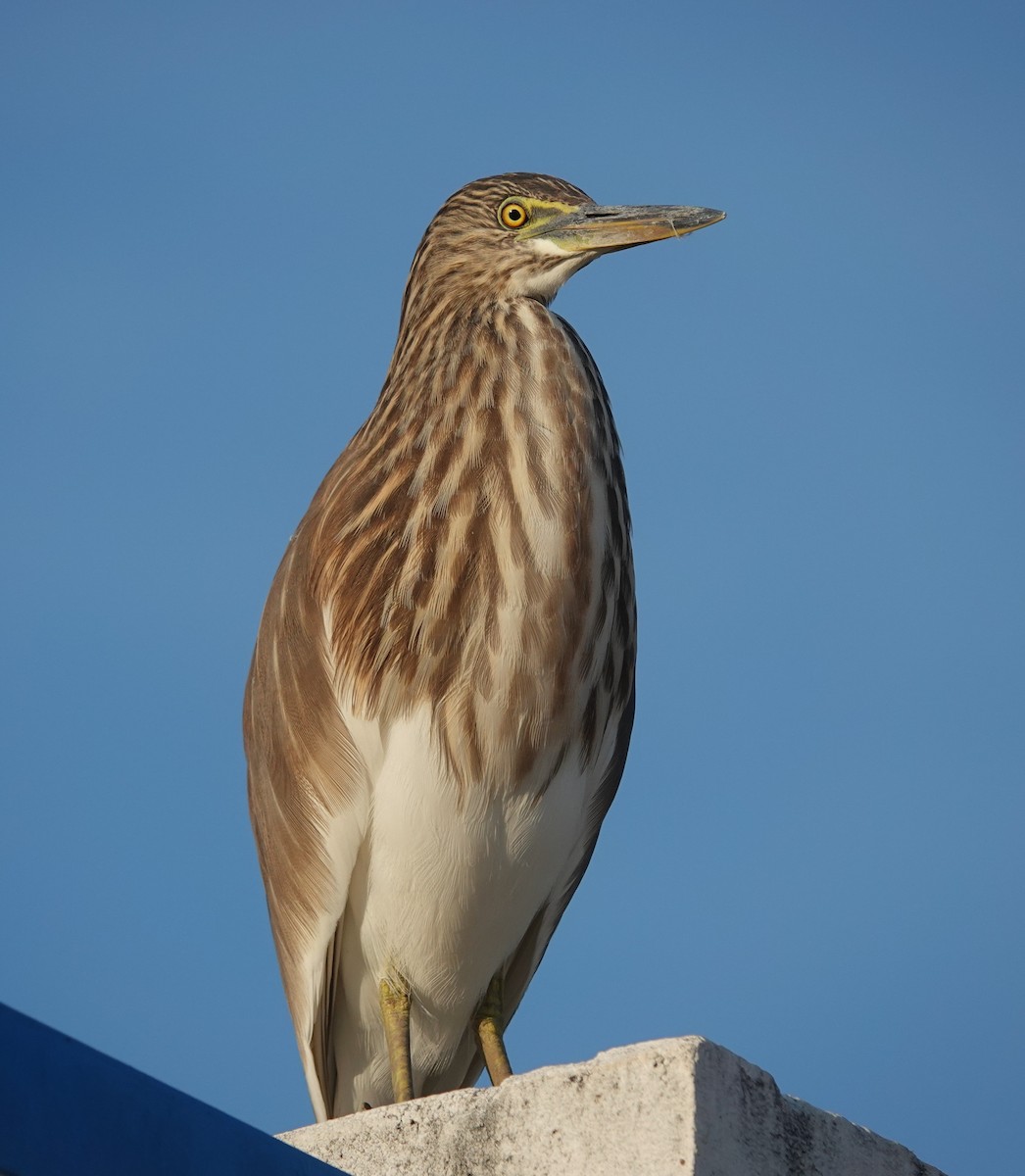 volavka hnědohřbetá - ML646885070