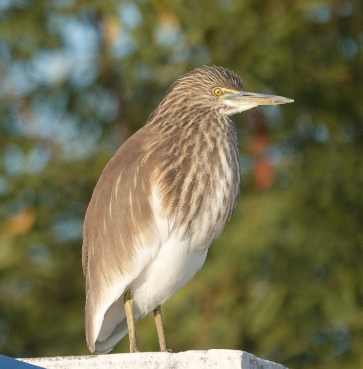 volavka hnědohřbetá - ML646885071