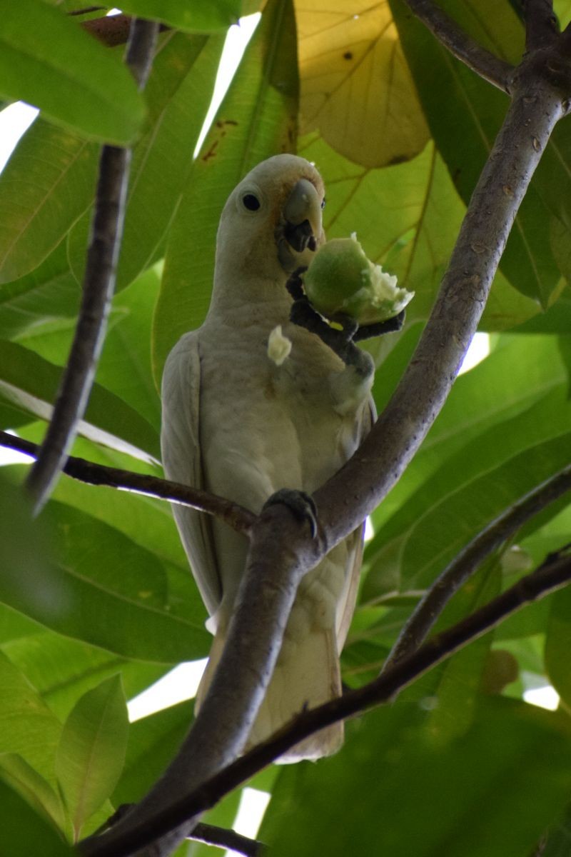 Tanimbar Corella - ML646885072