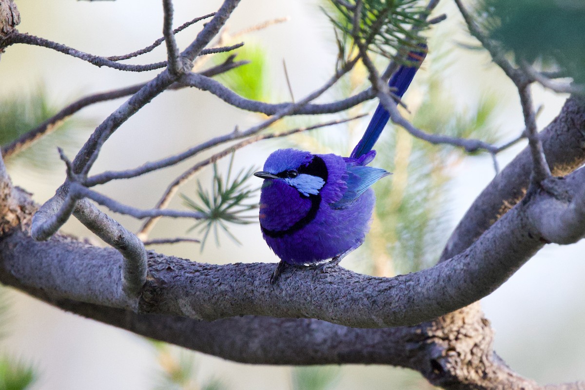 Splendid Fairywren - ML646885073
