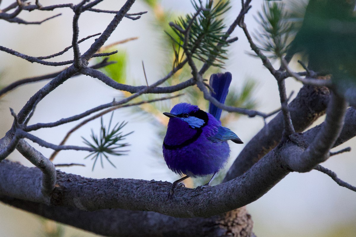 Splendid Fairywren - ML646885074