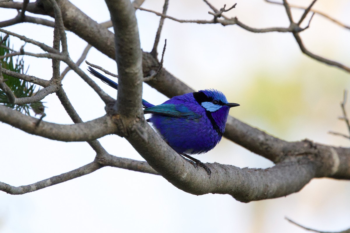 Splendid Fairywren - ML646885075