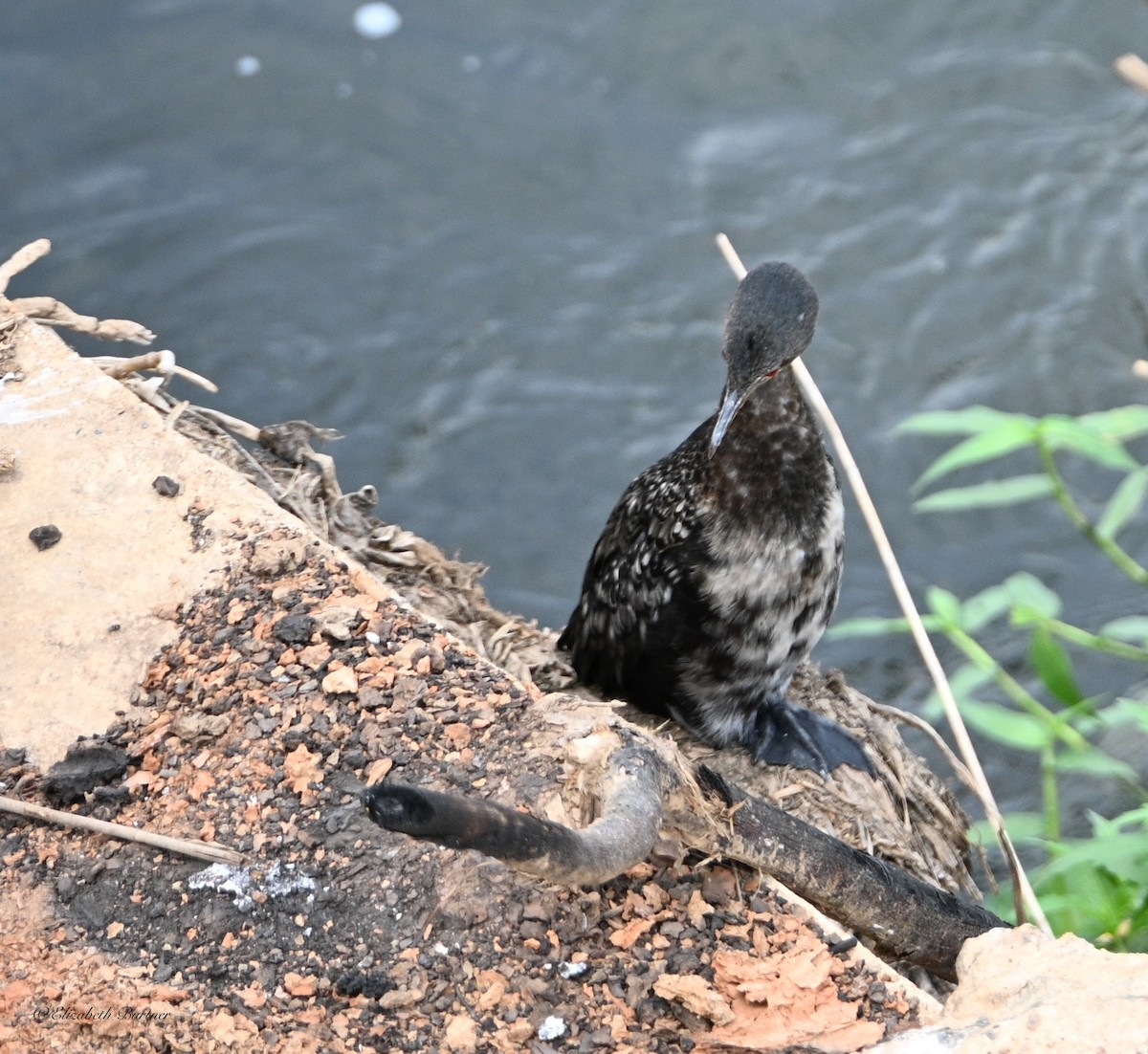 kormorán dlouhoocasý - ML646885076