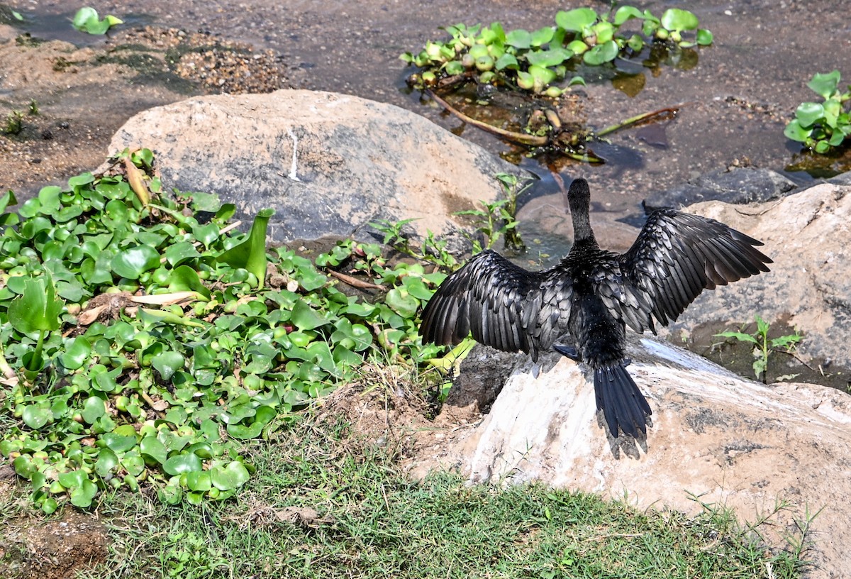 kormorán dlouhoocasý - ML646885077