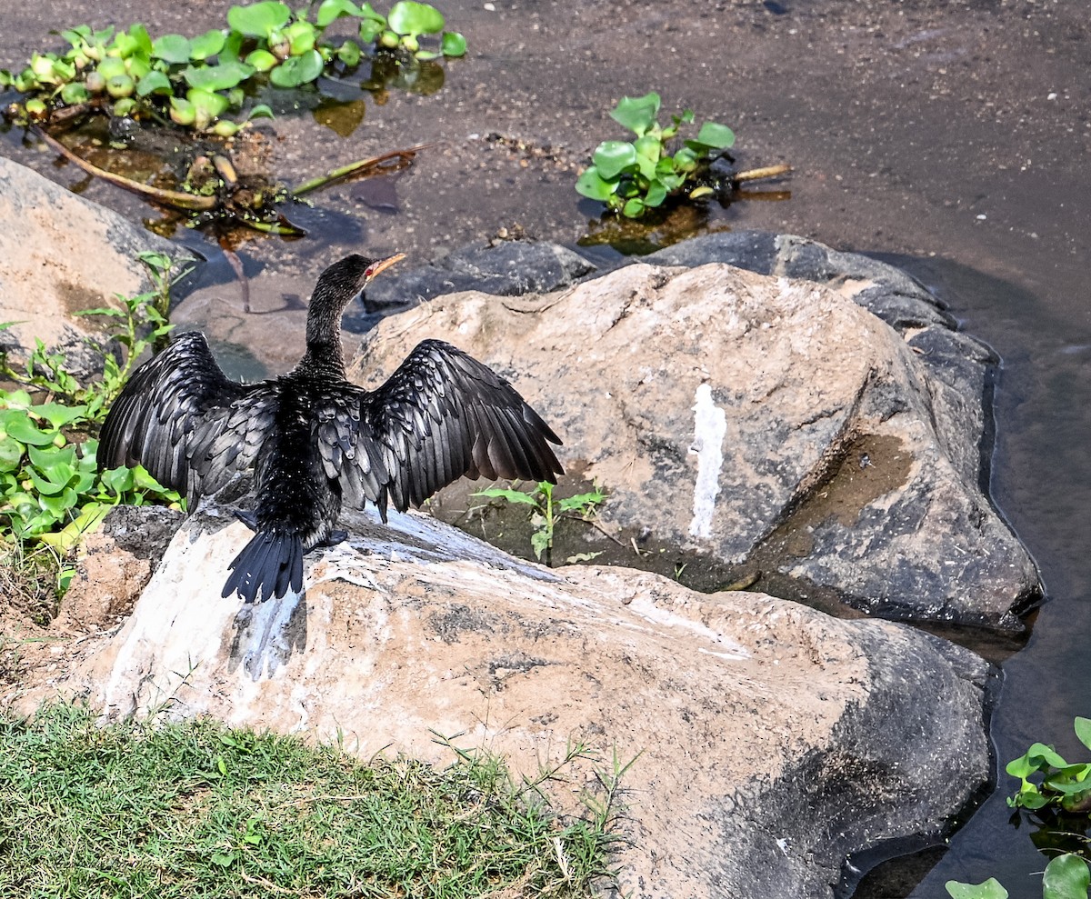 kormorán dlouhoocasý - ML646885078