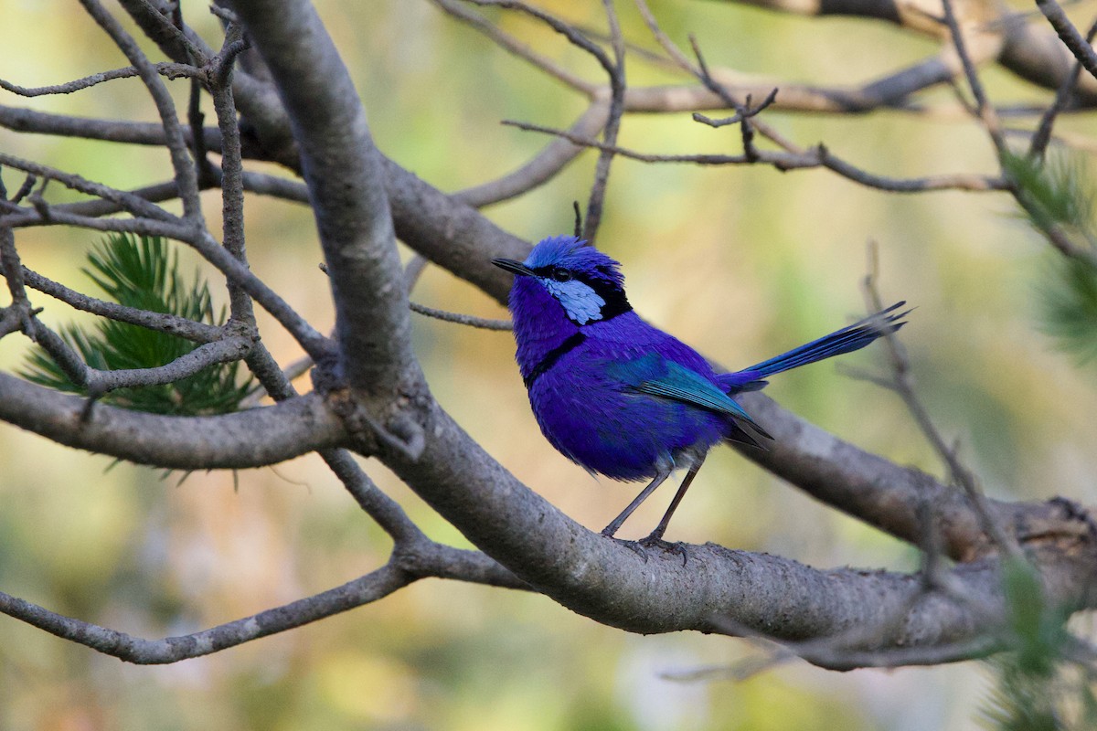 Splendid Fairywren - ML646885079