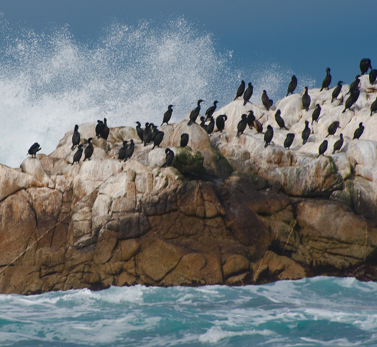 Pelajik Karabatak - ML646885080