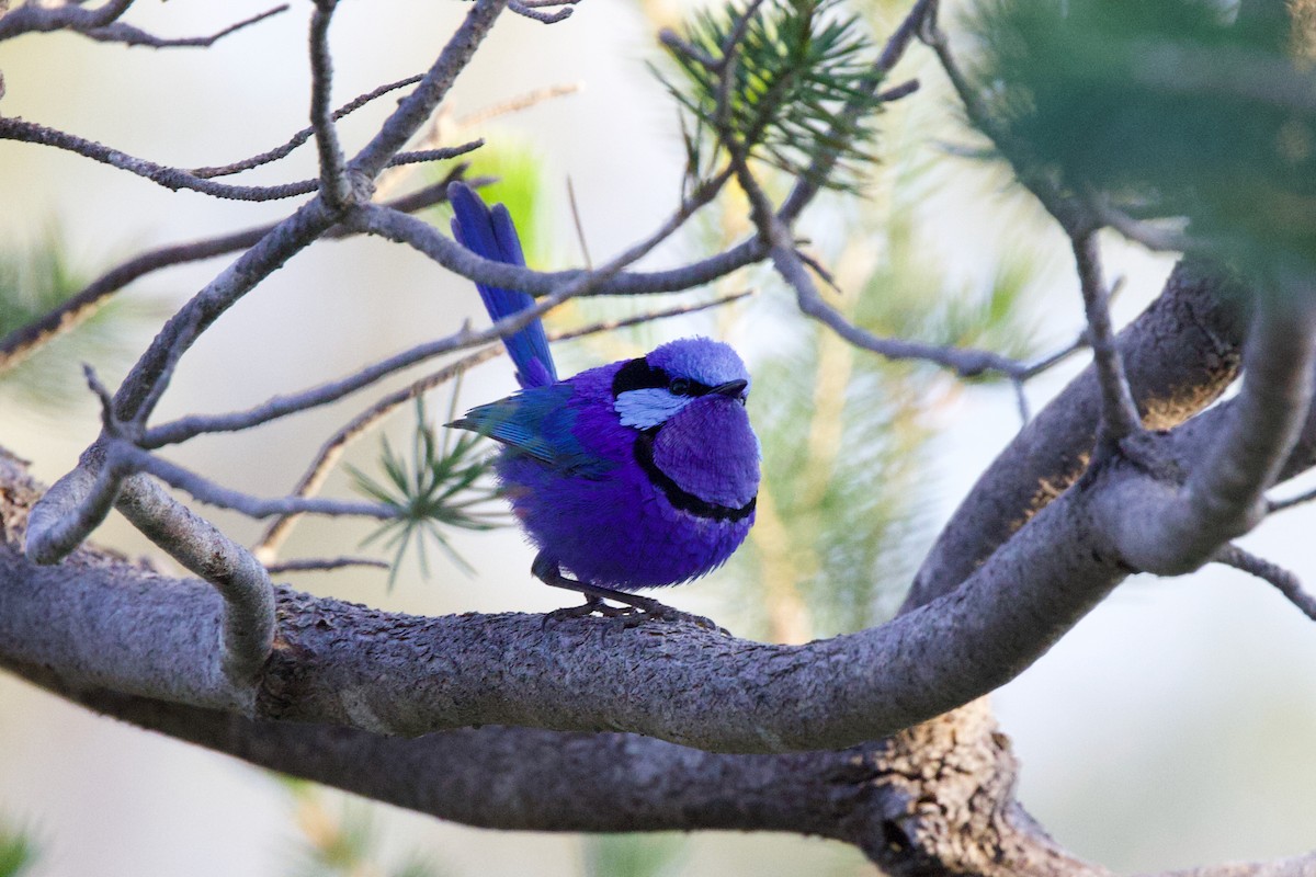 Splendid Fairywren - ML646885081