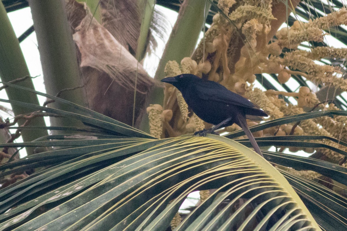 Piapiac - ML646885083