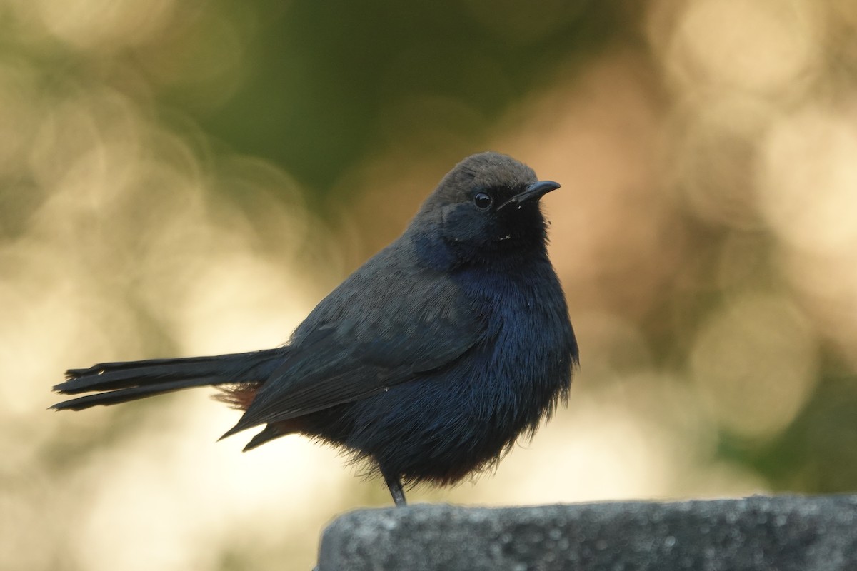 Indian Robin - ML646885086