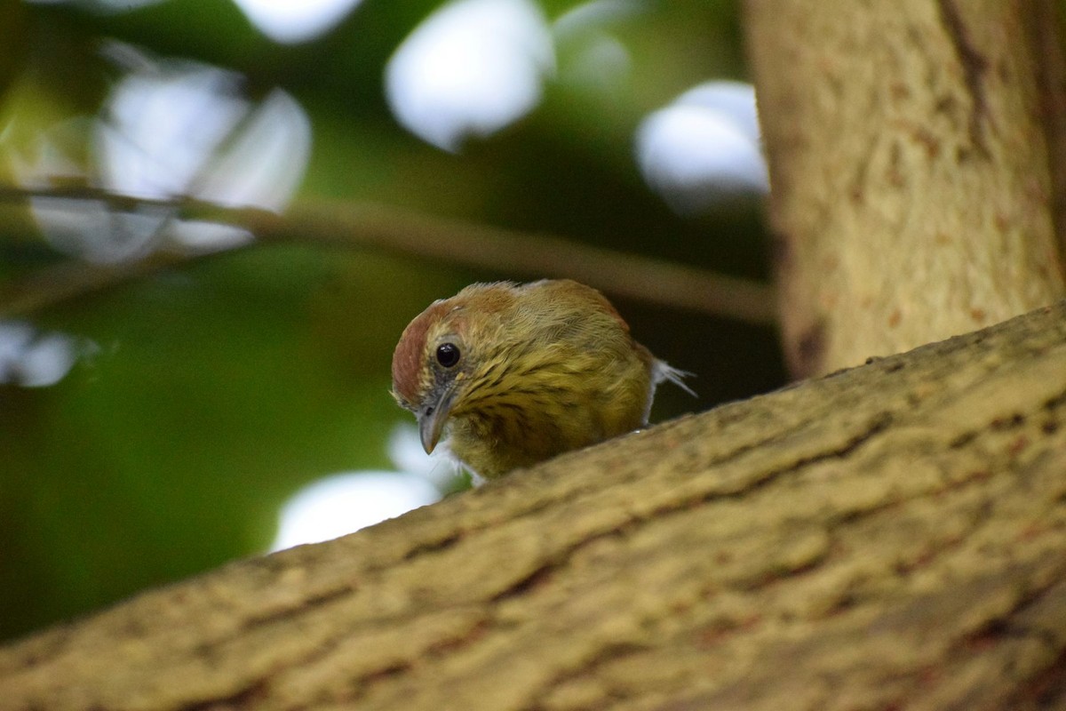 smalstripemeistimal - ML646885087