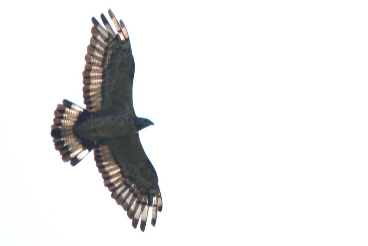 Oriental Honey-buzzard - ML646885088