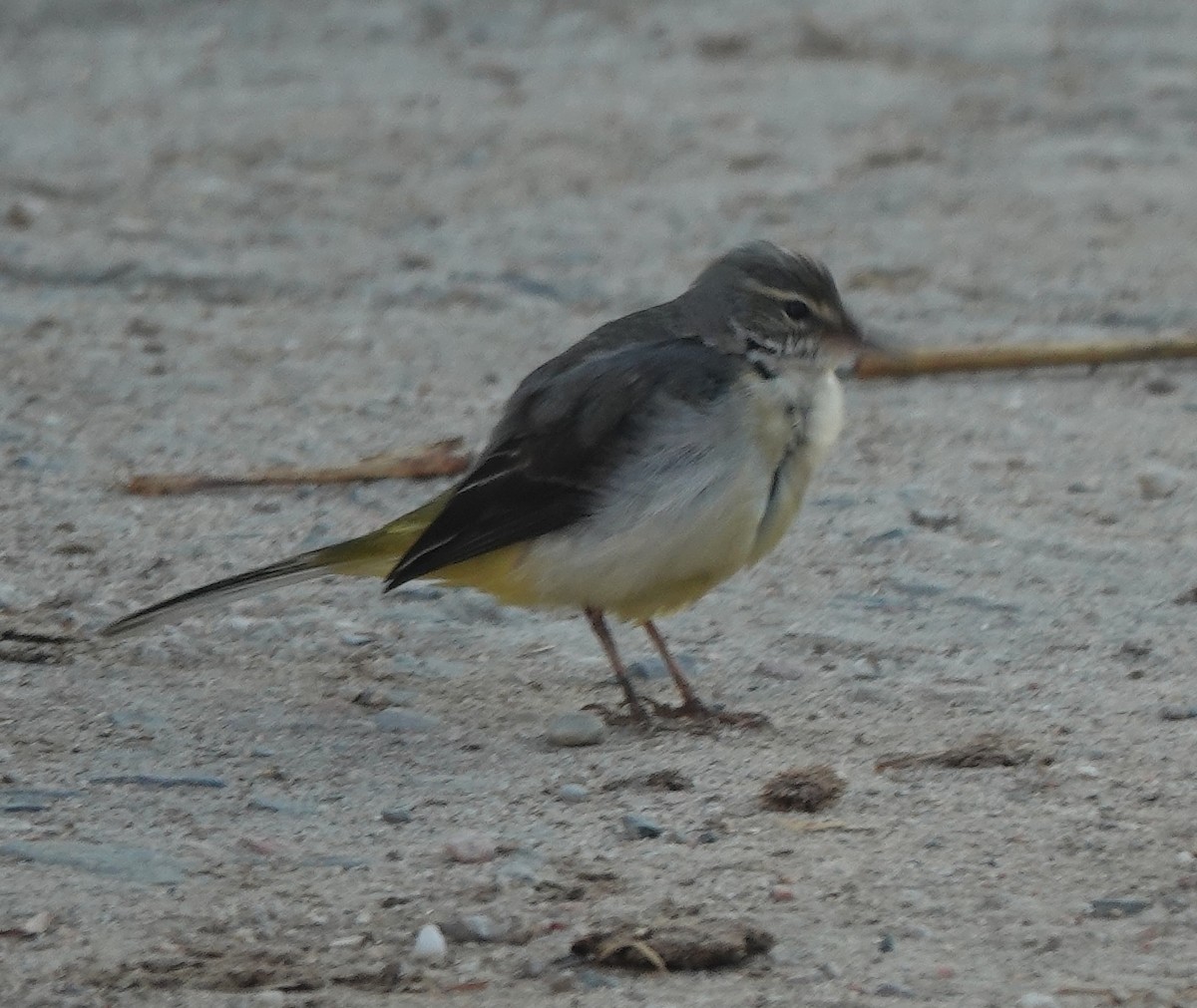 konipas horský - ML646885093