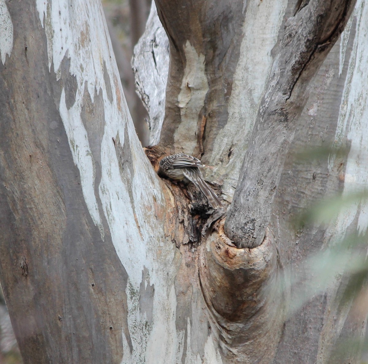 Méliphage barbe-rouge - ML646885094