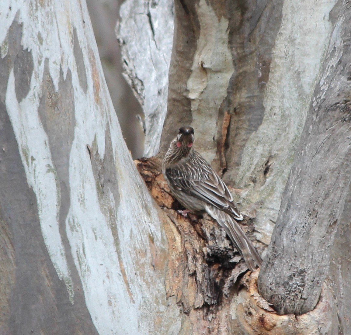 Méliphage barbe-rouge - ML646885095