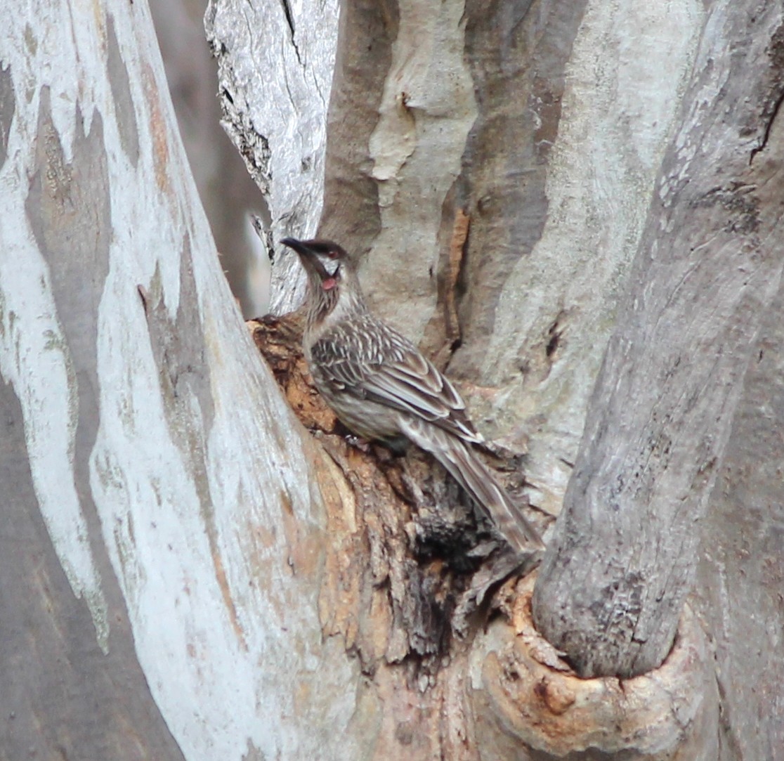 Méliphage barbe-rouge - ML646885096