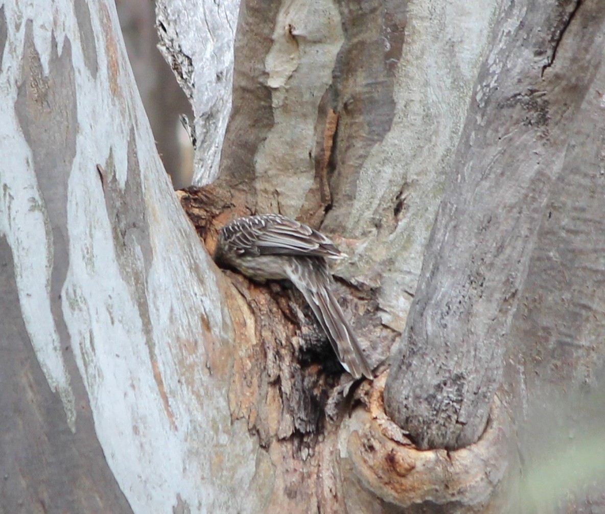 Méliphage barbe-rouge - ML646885097