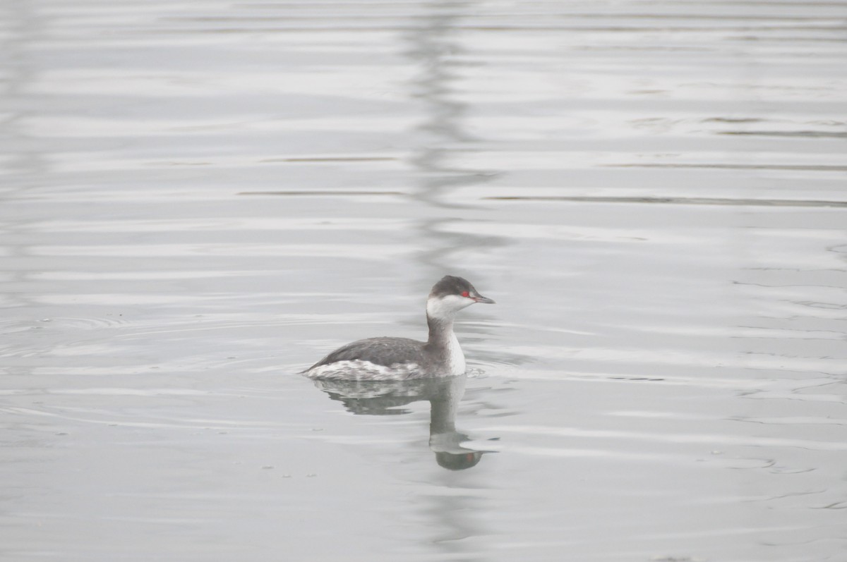 Horned Grebe - ML646885098