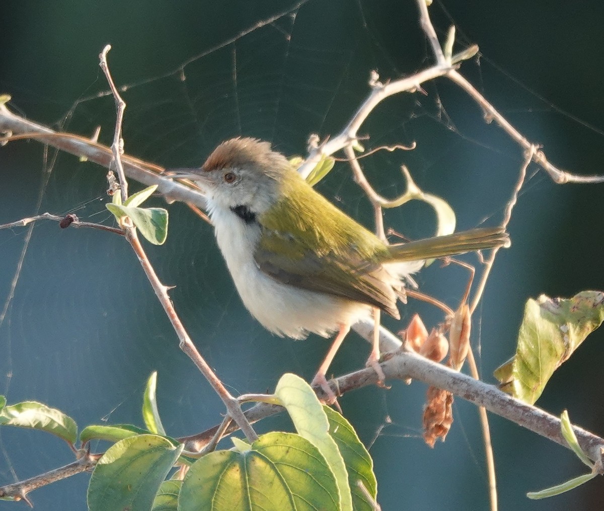 Common Tailorbird - ML646885099