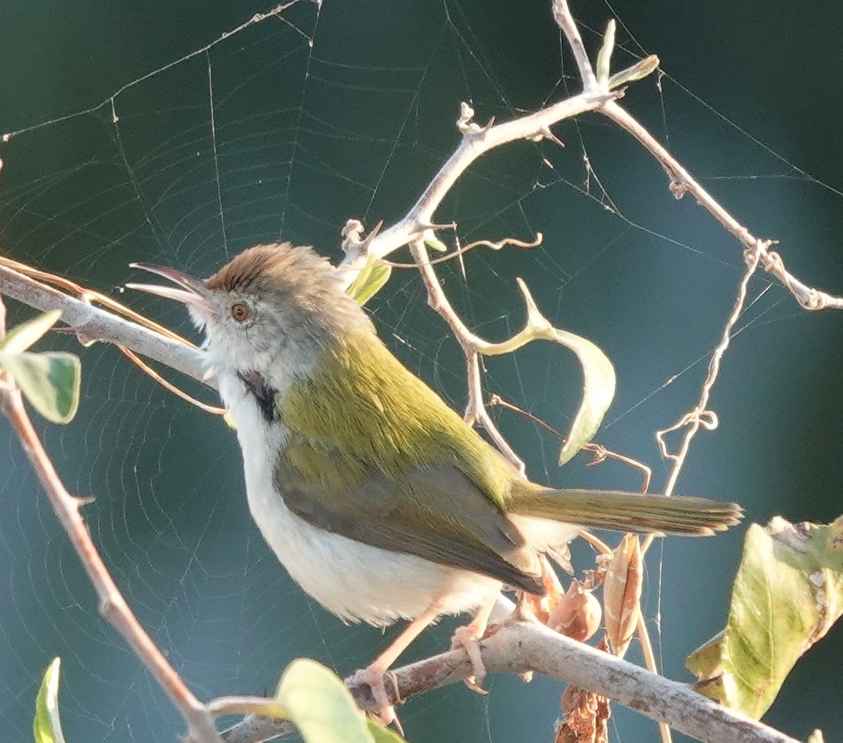 Common Tailorbird - ML646885100